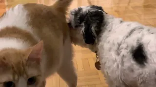 Dog licks butt when he’s out of food…