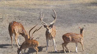 GIANT AXIS BUCK WITH A BOW!