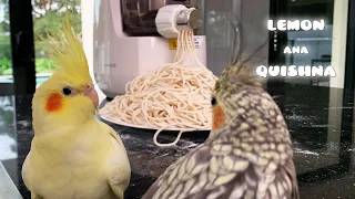 Cockatiels' Reactions to Pasta Maker