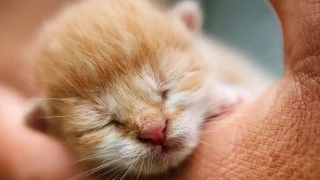10 of the CUTEST KITTENS Ever