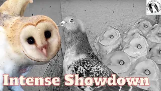 Life or Death: Barn Owl Parents' Desperate Attempt to Save Starving Nestlings from Pigeon