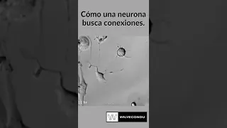 Cómo una neurona busca conexiones