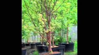 Acer griseum at Northwest Nurseries