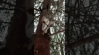 Белка по густым веткам подошла за орешком. A squirrel along bushy branches came up behind a nut