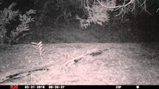 Pair of foxes - possibly vixen and mate