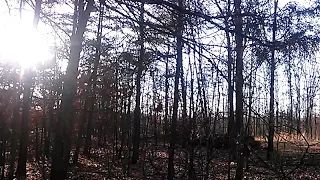 Terrifying Bigfoot screams and whoops 2018