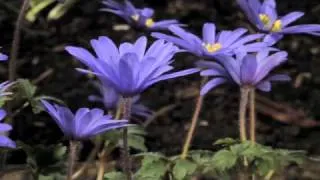 Anemone blanda 'Atrocaerulea' flowers opening time lapse