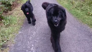 Newfoundland Dogs on a free walk