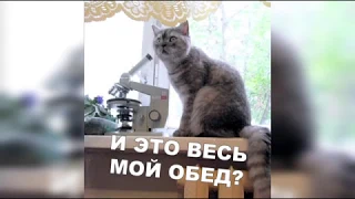 Прикольные коты - "А ну стоять, а подписаться не забыли!"