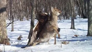 Eagle attack caught on camera: golden eagle kills deer in Russia