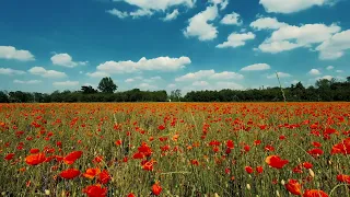 Relaxing Meadow with Ambient Nature Sounds | Birds Singing & Chirping