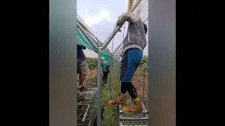 Tasmania Berries (Seasonal Worker Program in season 2020)😊