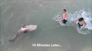 Huge Goliath Grouper Caught at Fishing Pier || ViralHog