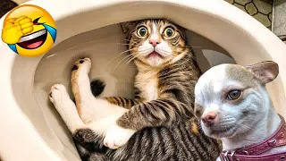 YOU LAUGH YOU LOSE😻Best Funny Animals Video 2024😬🐶