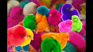 Catch Cute Chickens Menankap ayam lucu| million of chicks Warna warini ayam #rainbow color hen video