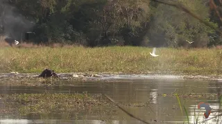 Ultimate Tanzania Safaris Helscher Hippo