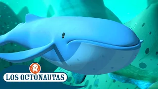 Los Octonautas - Las ballenas azules confundidas 🐋🐋 | Episodios Completos