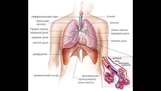 Физиология Дыхания 2 часть. Лекции для студентов медицинских колледжей #лекциианатомия #дистант #егэ