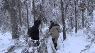 05 В глубине Свирского леса