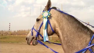 Сезон скачек в Новосибирске завершён. На ипподроме провели последние соревнования