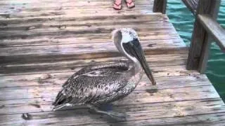 Pelican eating fish!  Not a shark attack, a Pelican attack!!