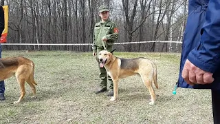 24.04.21 Саратовская Окружная выставка гончих. РГ выжлецы ср.гр. Описание.