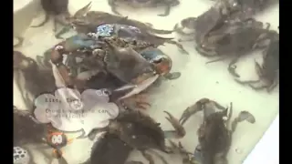 Insight To Wildlife - Blue Crabs