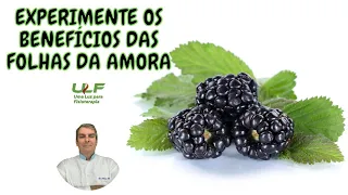 EXPERIMENTE OS BENEFÍCIOS DAS FOLHAS DA AMORA. Dr Prof Nelson Marques