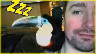 2 Sleepy Toucans!