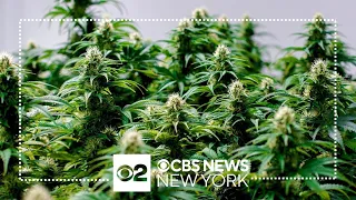 New York accepting new applications for cannabis licenses