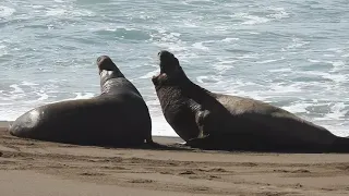 Fight between Bull Elephant Seals, San Simeon 1/30/19