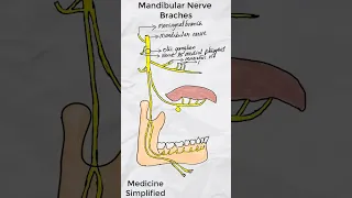 Mandibular Nerve Branches || Branches of Mandibular Nerve #medicine #anatomy #shorts