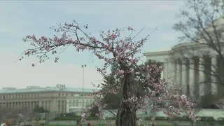 How Stumpy, DC's beloved hollow cherry tree, may live on