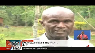 Kakamega forest famous for its rare species