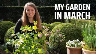 My garden in March | New hellebore plants, pruning & taking cuttings hydrangeas, filling containers
