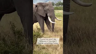 Masai Mara | Elephant | jungle | jungle safari