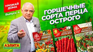 Острые перцы для выращивания в горшке! КОМНАТНЫЕ ПЕРЦЫ.