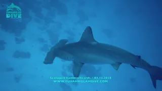 Pelagic dives in Fuvahmulah with hammerheads and thresher sharks / MALDIVES