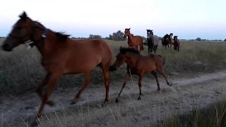 Кинбурнская коса лошади (Kinburn)