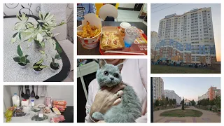 VLOG 26.09.2023 г Новые цветочки/ Обед/ Комнатные растения/ Обзор Алроса п. Зареченский/ Котенок