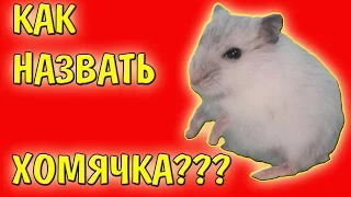 КАК НАЗВАТЬ ХОМЯЧКА ? / ХОМЯКА / ХОМКУ / ВЫБРАТЬ ИМЯ ХОМЯКУ