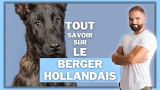 Race de chien Berger Hollandais : caractère, dressage, comportement, santé de ce chien de race...