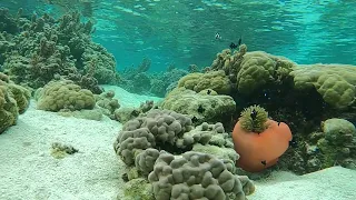 2022 Coral Garden Drift Snorkel in Taha'a - Raiatea  (French Polynesia, Society Island)