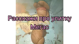 расскажи про вид мегобулимус мегас#ахатина #ахатины #улитка #блог #улика #мегас #архахатины