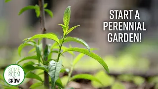 Starting a FOOD FOREST | Ep.1 - Soil Prep and First Transplants