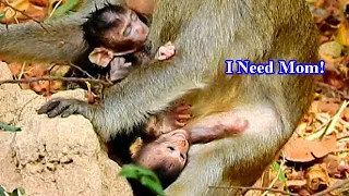 GIVE MY MOM BACK! NEWBORN MONKEY CALVIN CRYING HUNGRY MILK BUT CASI STILL WEANING MILK