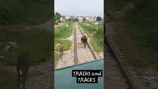 Live two big cows hit with fastest train #live #cow #shorts #train #accidentnews