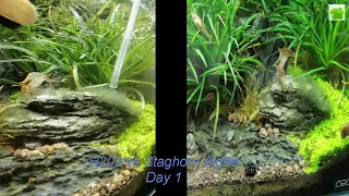 H²0² vs Staghorn algae