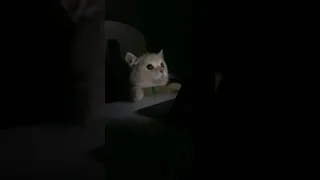 cat watching tv when suddenly lights on the cat reaction was...😱