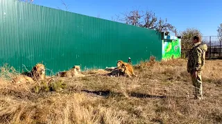 ИНТЕРЕСНЫЙ РАССКАЗ среди десятка ЛЬВОВ о МЫШАХ и не только...!!!